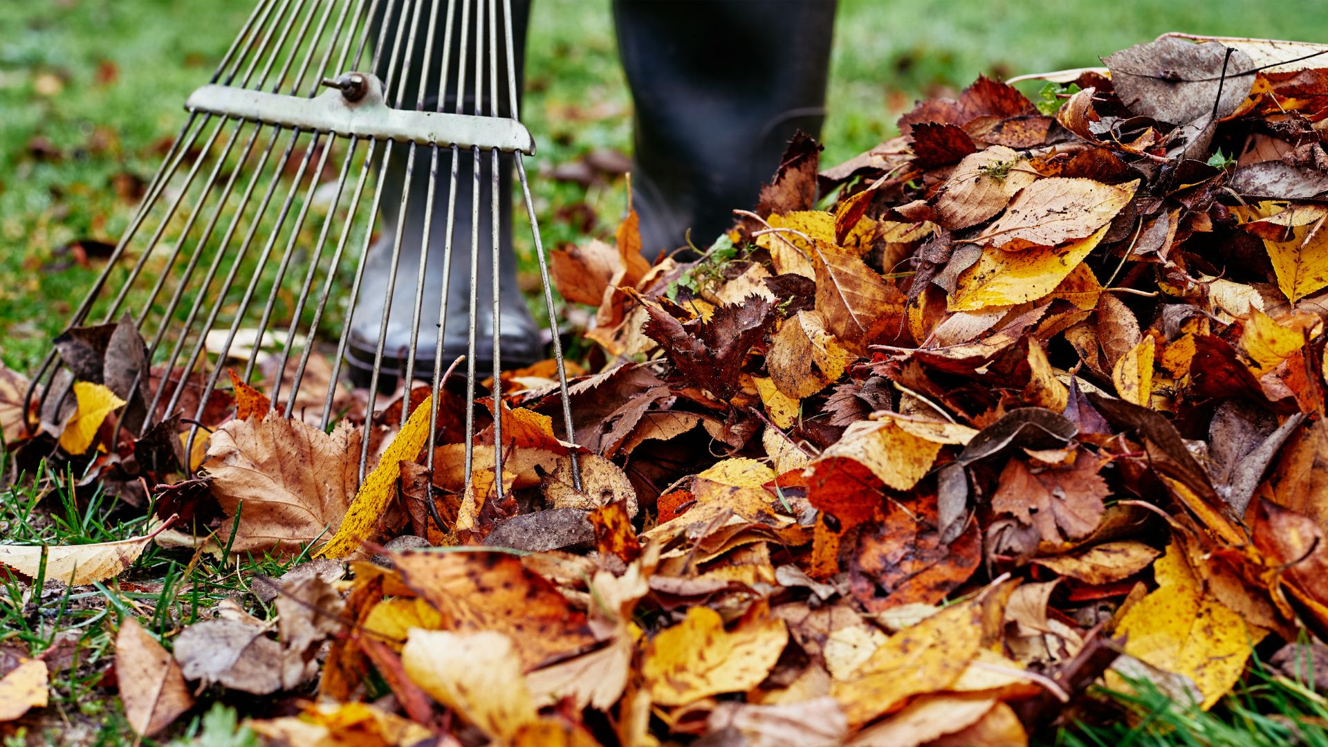 raking up leaves during seasonal clean up 