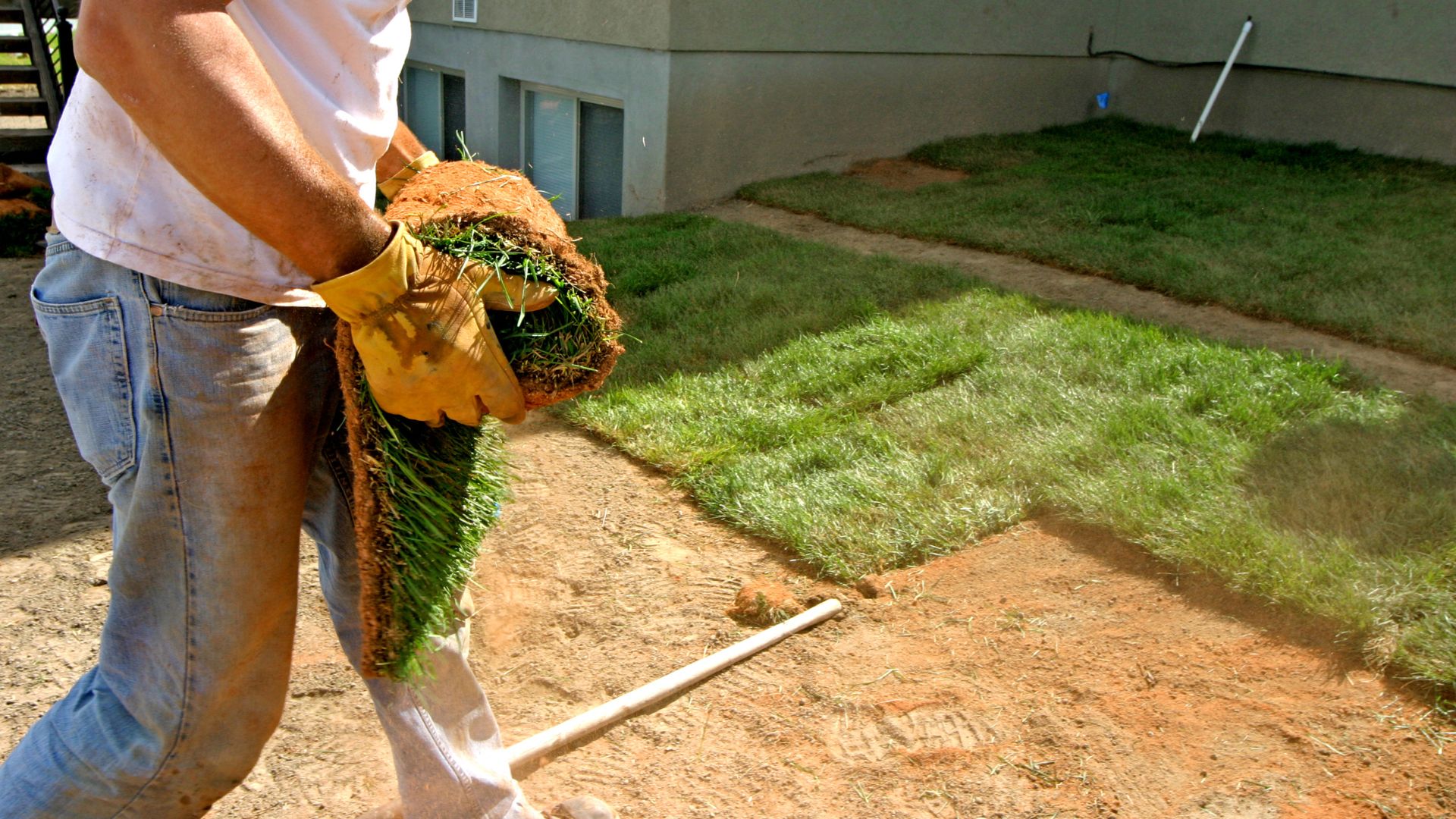 landscaper putting down turf